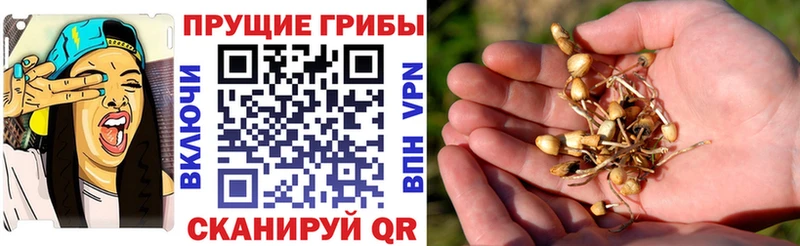 Галлюциногенные грибы прущие грибы  блэк спрут сайт  Михайловка 